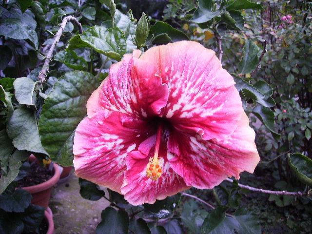 hibiscus