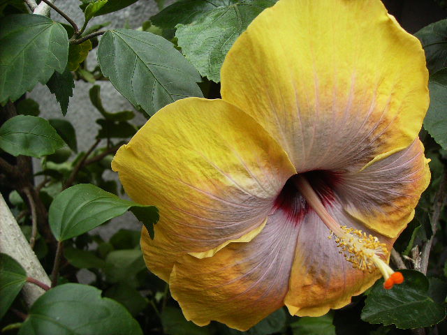 hibiscus