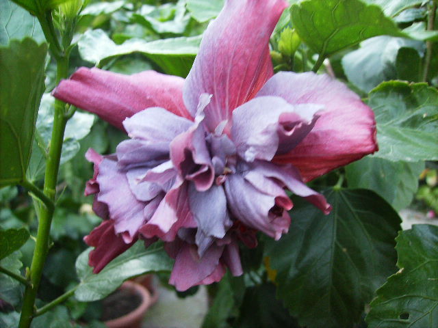 hibiscus