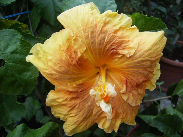 hibiscus