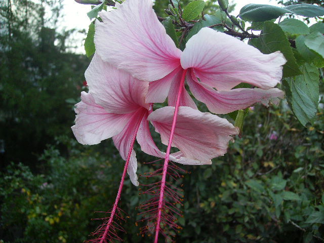 flori gemene de hibiscus portaltoi