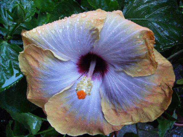 hibiscus