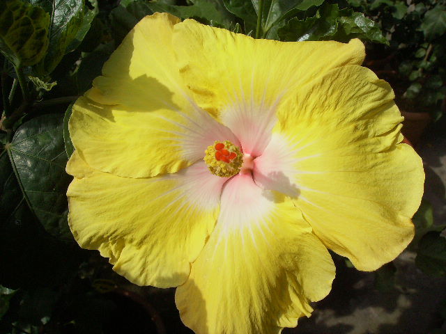 hibiscus