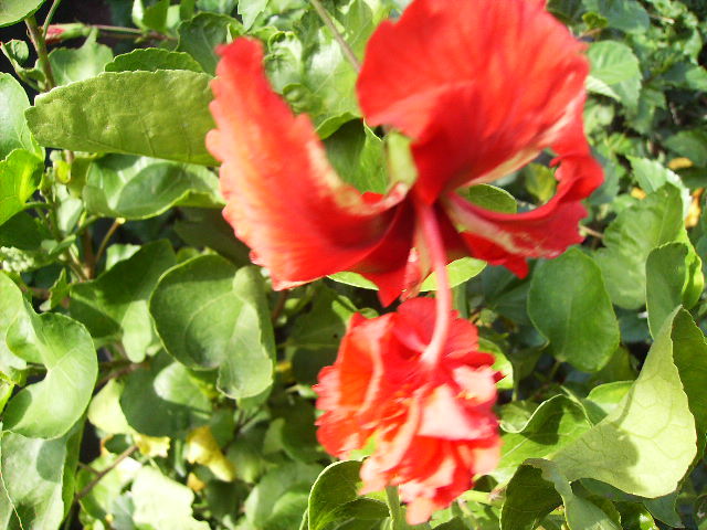 hibiscus