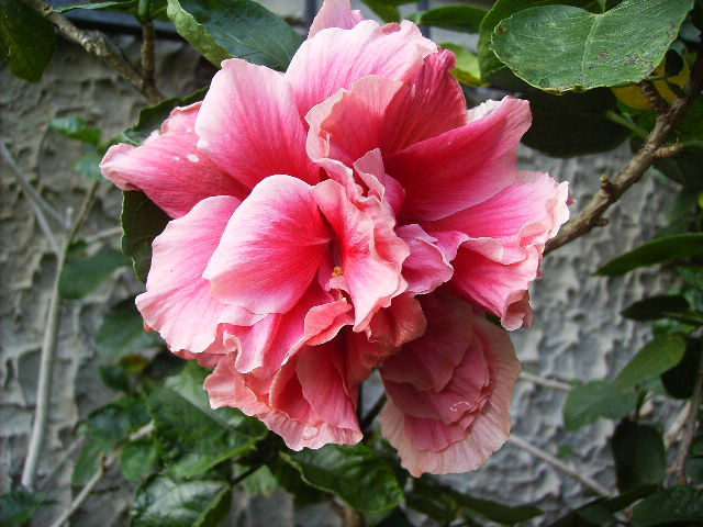 hibiscus