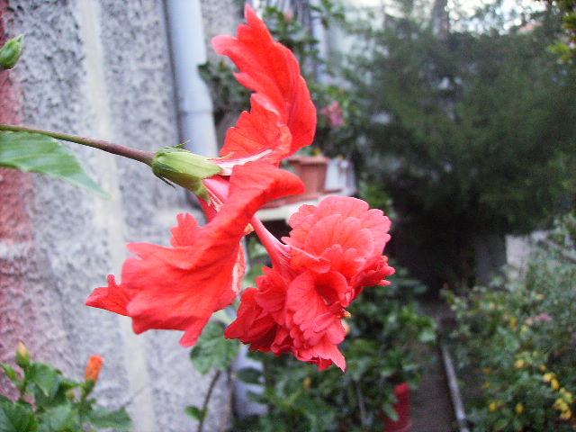 hibiscus - Flori la sfarsit de septembrie 2012