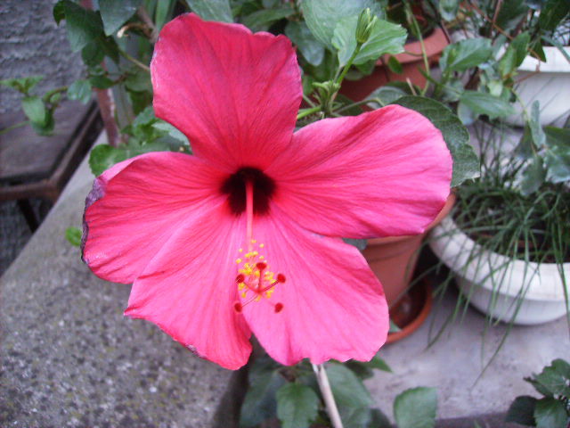 hibiscus - Flori la sfarsit de septembrie 2012