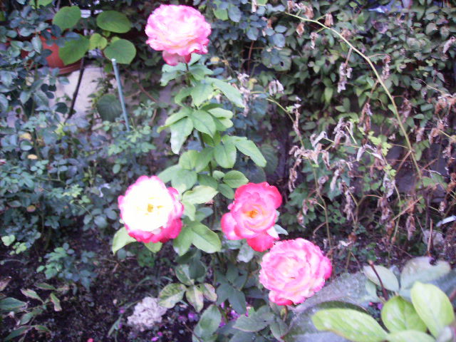trandafiri cu flori in culori modificate - Flori la sfarsit de septembrie 2012