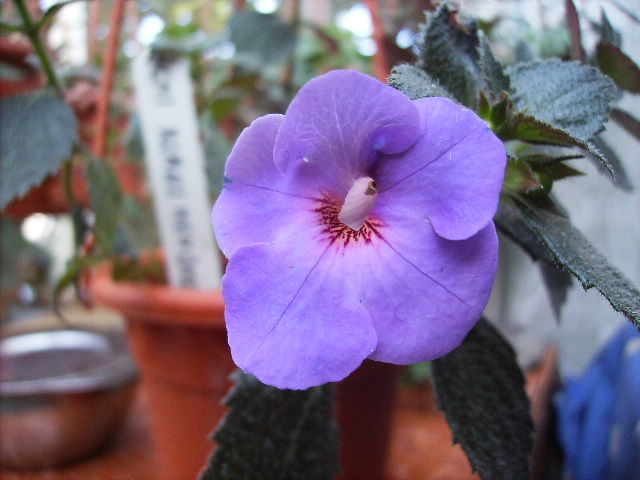 achimenes