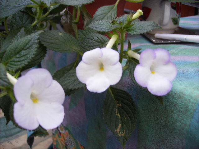 achimenes