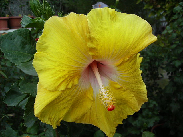 hibiscus - Flori la sfarsit de septembrie 2012