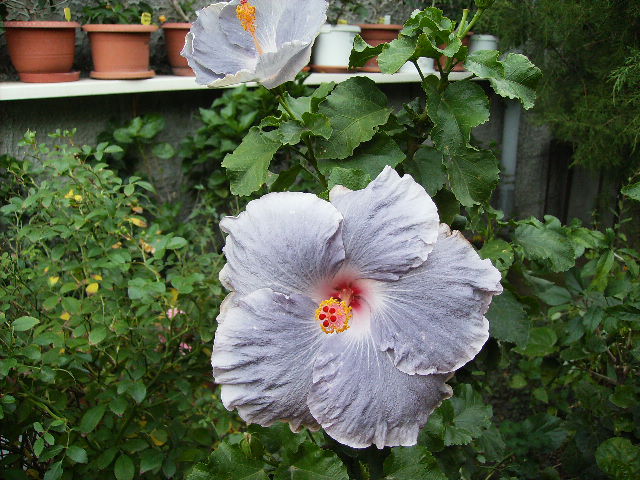 hibiscus - Flori la sfarsit de septembrie 2012