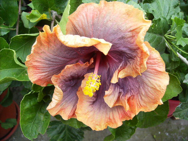 hibiscus - Flori la sfarsit de septembrie 2012