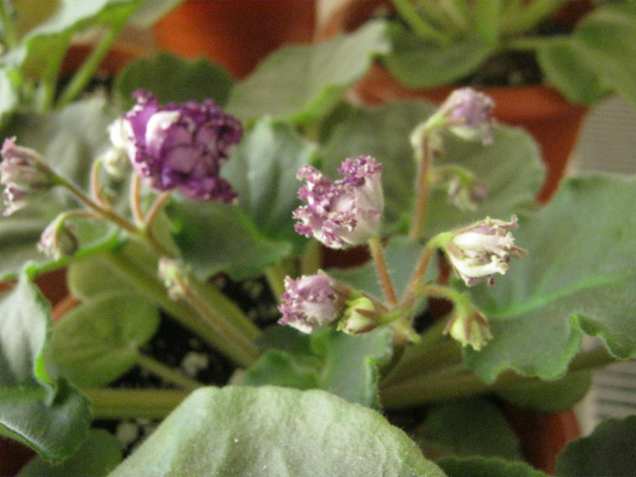 Violete 37 - Midnight Twist