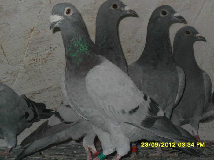 303143_3446236049686_2014340670_n[1]