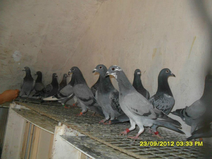 408817_3446231849581_2007590762_n[1]