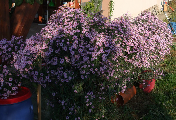 Toata tufa 2 - Aster