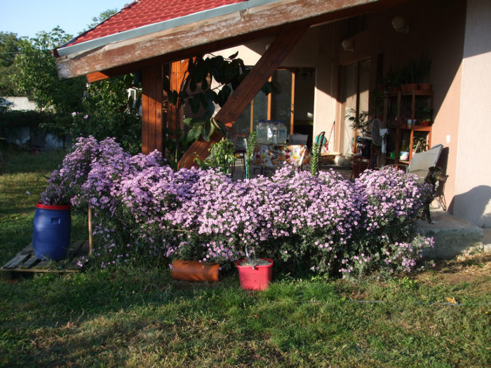 Toata tufa 1 - Aster