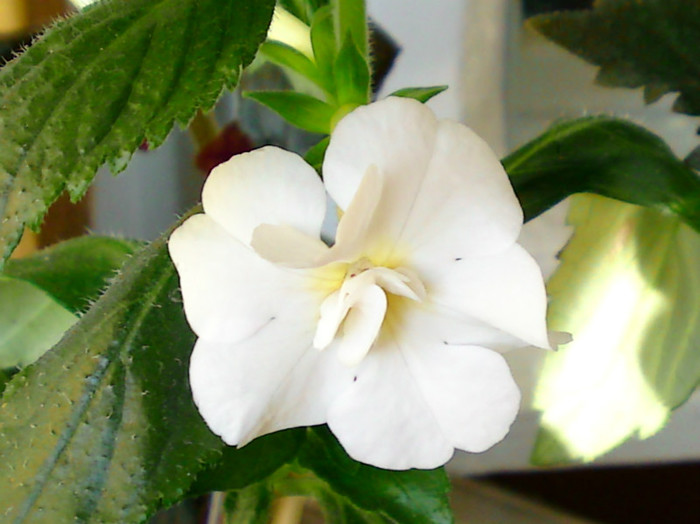 Aries - Achimenes 3