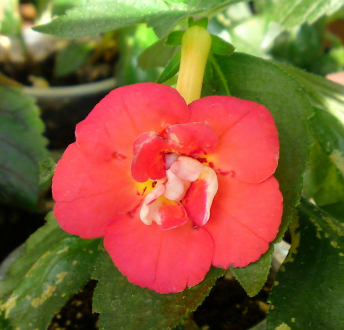  - Achimenes 3