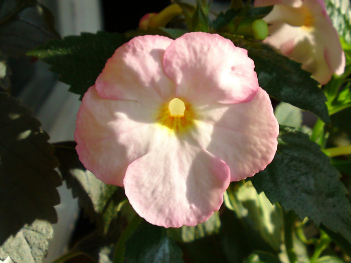  - Achimenes 3
