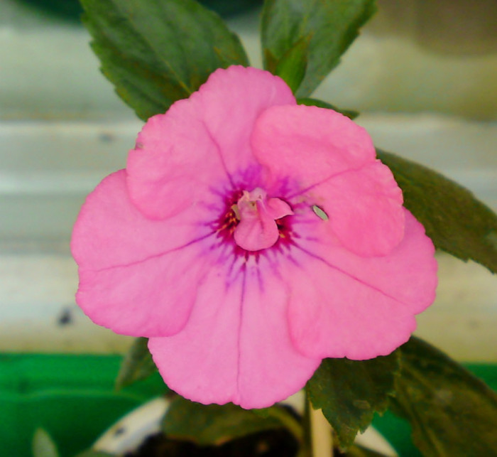? - Achimenes 3