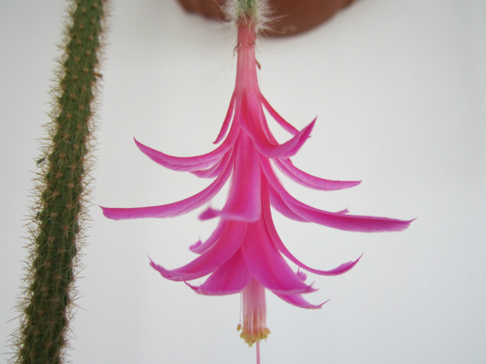 Aporocactus flageliformis