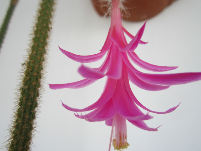 Aporocactus flageliformis1