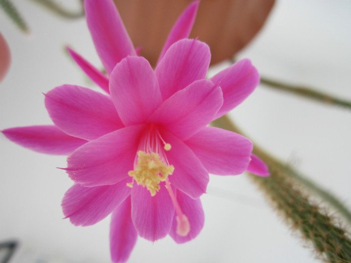 Aporocactus flageliformis4