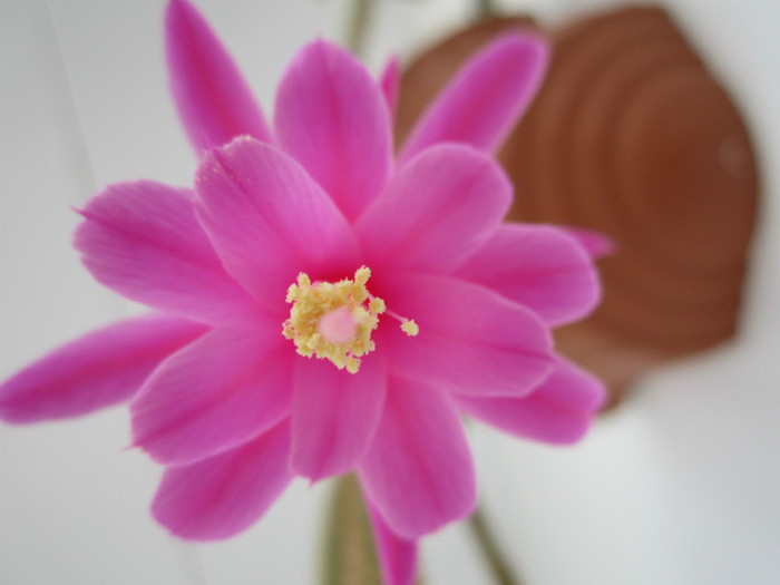 Aporocactus flageliformis