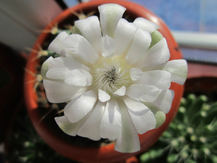 Gymnocalycium