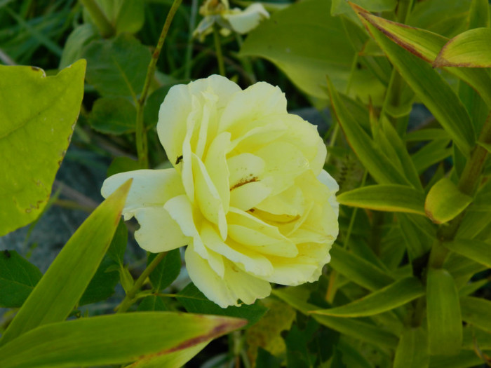 IRIS HOPE - MULTUMESC-TAISIA