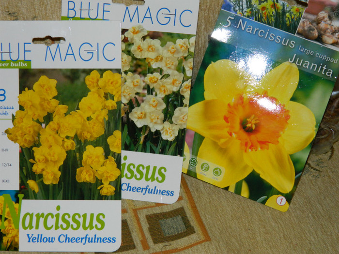 narcise - ACHIZITII_2012