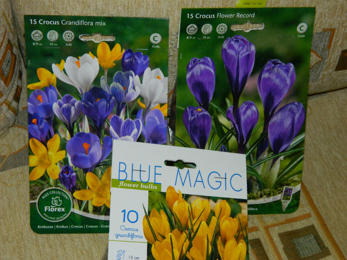 crocusi - ACHIZITII_2012