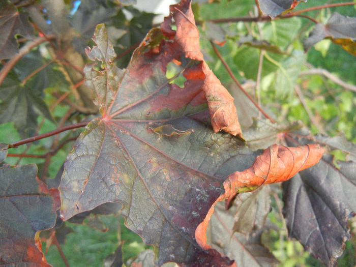 Acer Crimson Sentry (2012, Sep.22)