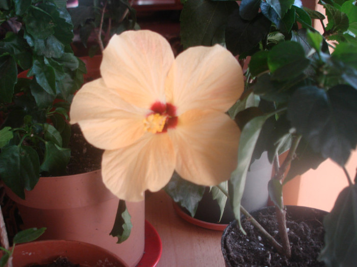 DSC07015; prima floricica din toti hibi mei
