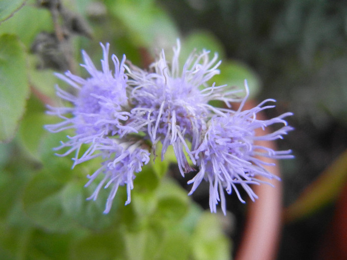 Ageratum houstonianum (2012, Sep.25) - AGERATUM Houstonianum