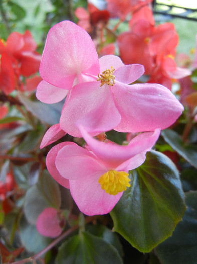 Begonia semperflorens (2012, Sep.25)