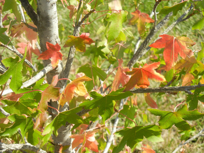 Liquidambar styraciflua (2012, Sep.24) - Liquidambar styraciflua