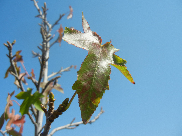 Liquidambar styraciflua (2012, Sep.24)