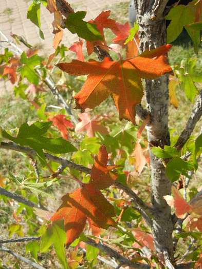 Liquidambar styraciflua (2012, Sep.24)