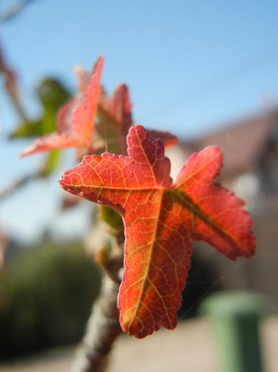 Liquidambar styraciflua (2012, Sep.24)