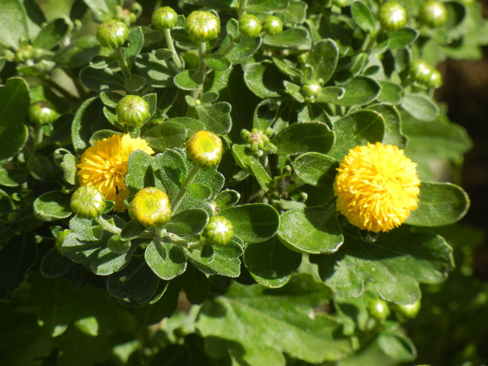 Yellow Chrysanthemum (2012, Sep.24)