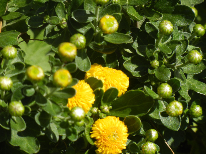 Yellow Chrysanthemum (2012, Sep.24)