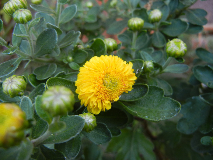 Yellow Chrysanthemum (2012, Sep.25)