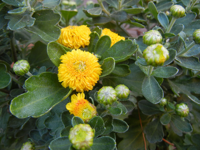 Yellow Chrysanthemum (2012, Sep.25)