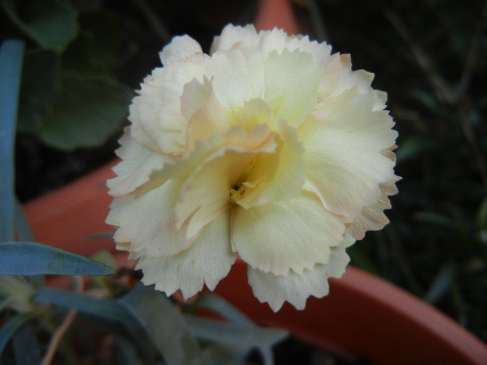 Dianthus (2012, September 25) - DIANTHUS_Garoafe Garofite