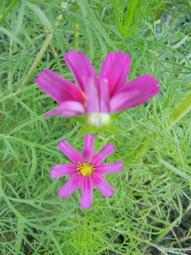 Cosmos bipinnatus (2012, Sep.26)