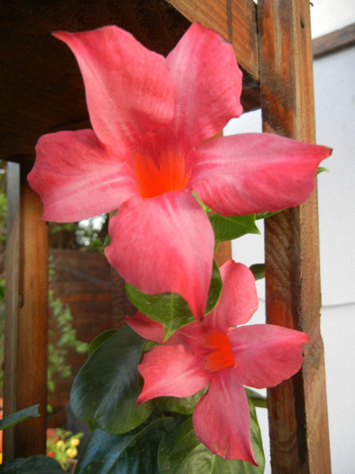 Mandevilla Summer Bell Red (`12, Sep.22)