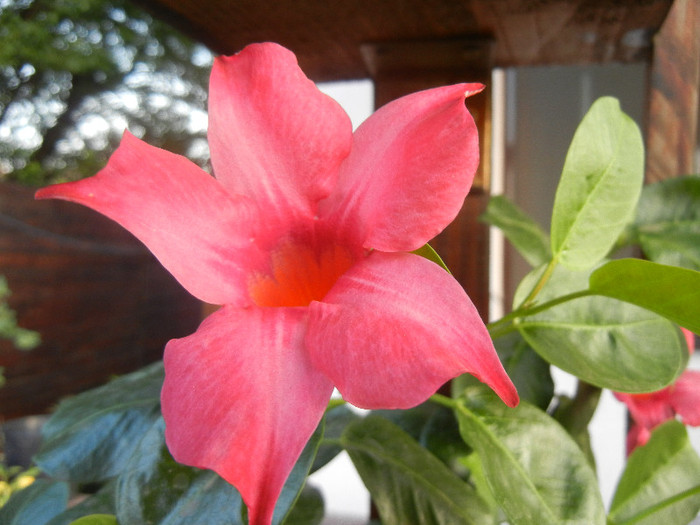 Mandevilla Summer Bell Red (`12, Sep.22)